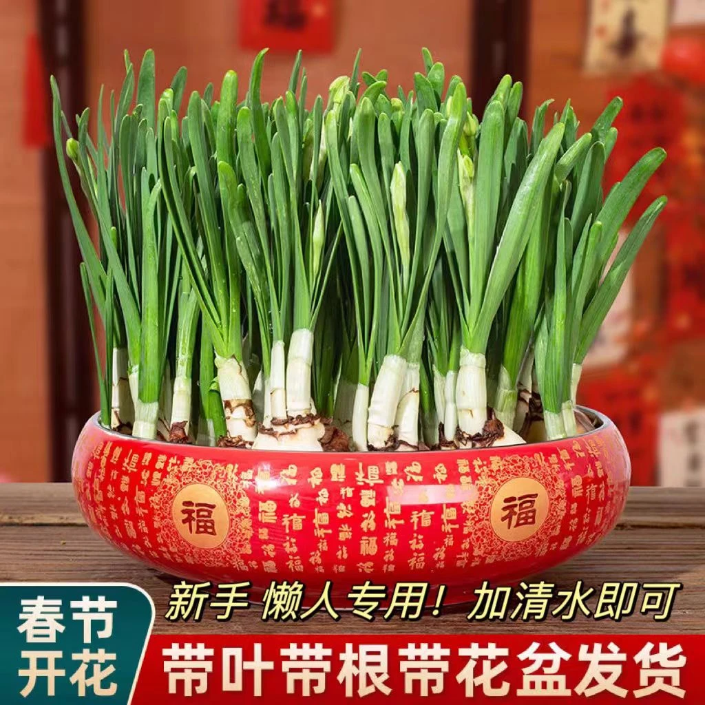 漳州年宵水培水仙花水培带盆