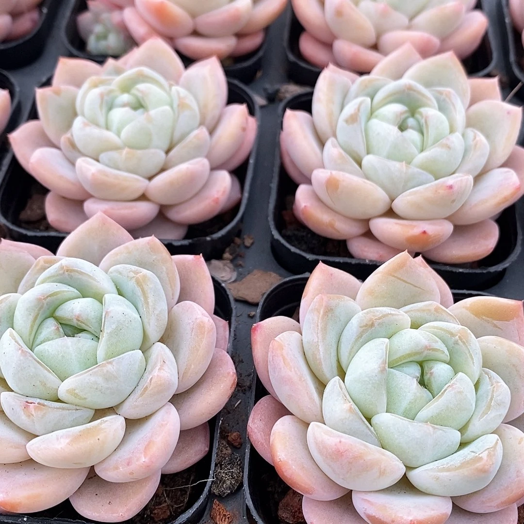 157。樱花之恋。单头