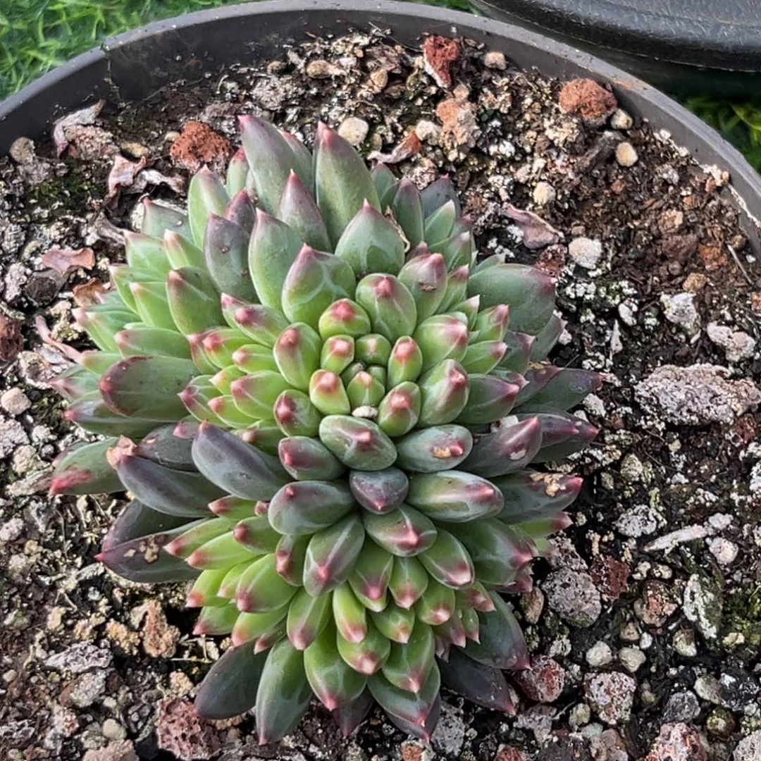 j****y甲骨文多肉植物964