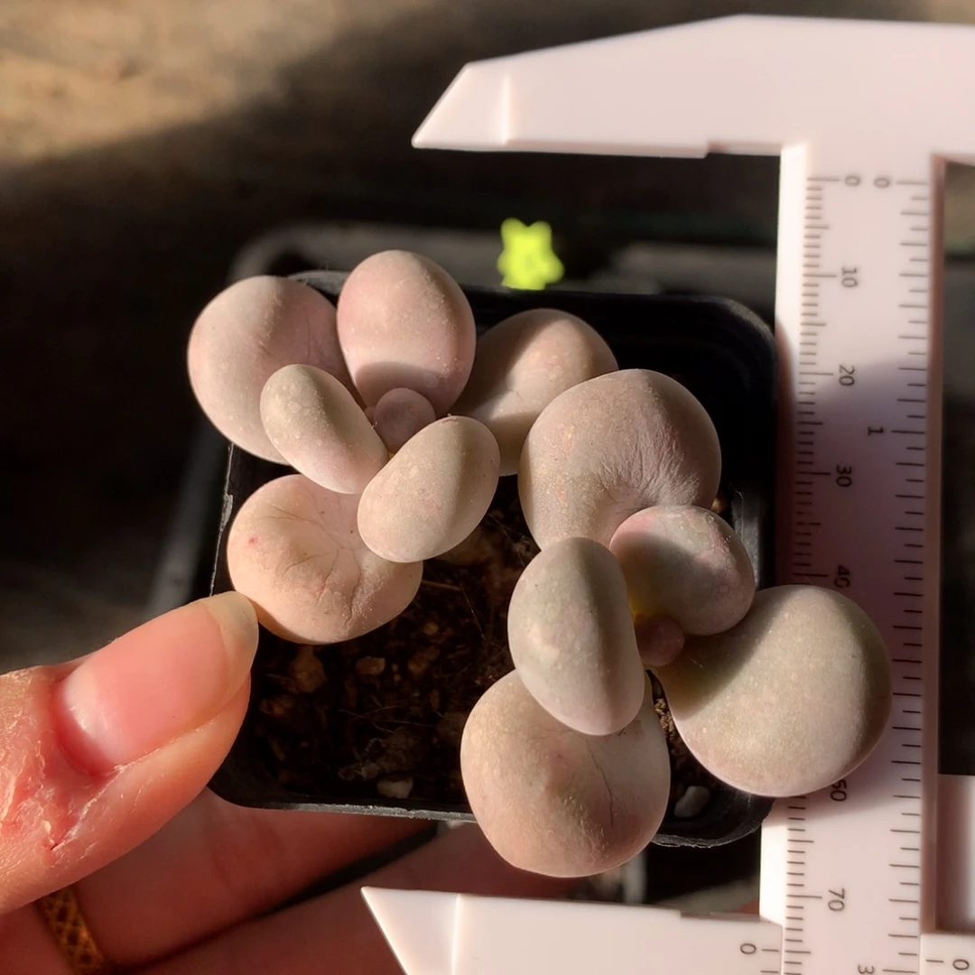 韩国水光针双头多肉