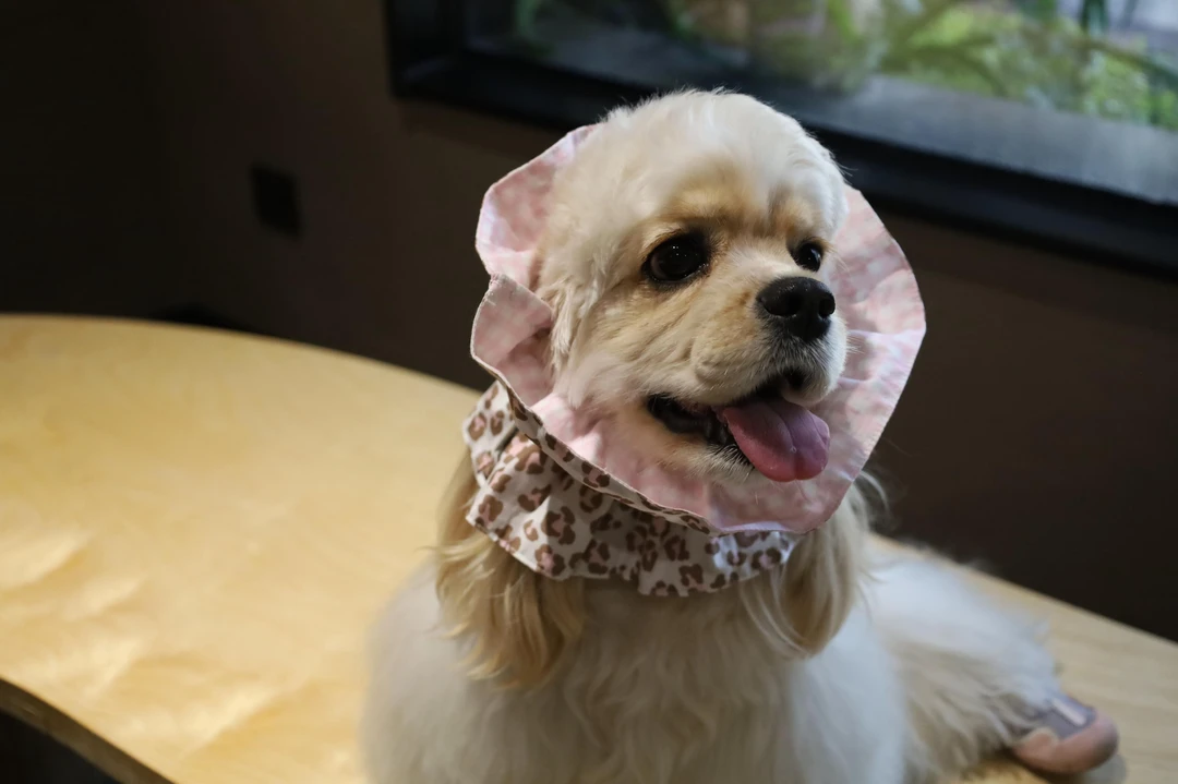 爪吉 PawGel 甜心豹纹可卡查理王耳花耳套发带耳朵防脏通风透气