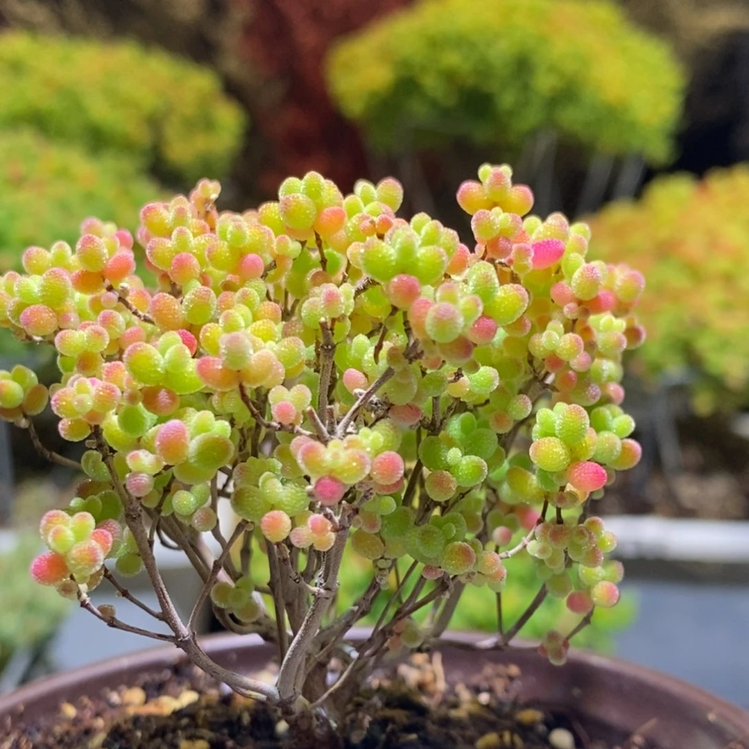 枝干番杏976蜜桔