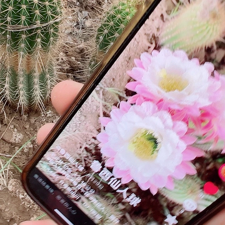 毛花柱 初萤 瑕疵 斑 有根 18-20厘米左右