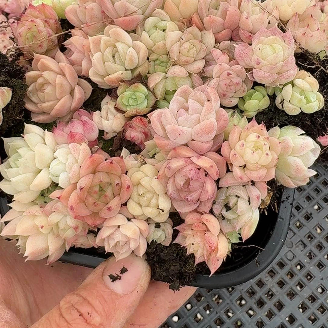 杂交新品珍妮多肉1996