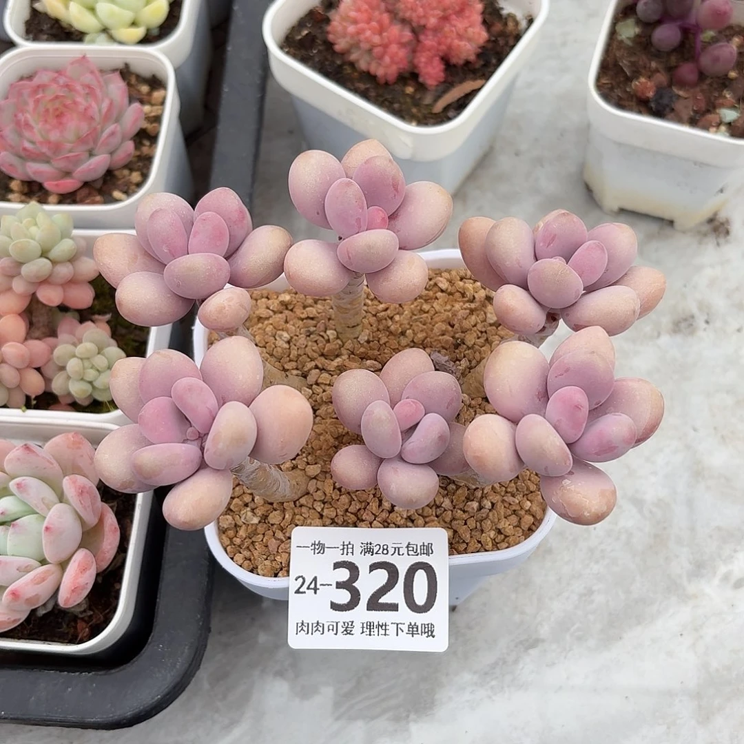 桃蛋无盆土发货无