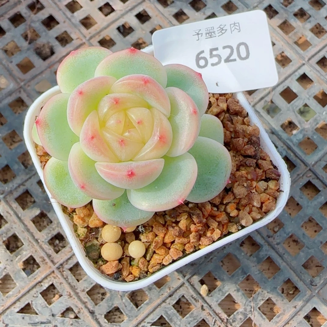 新品珍妮，竹月，6520多肉植物