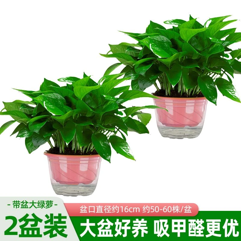 室内绿萝盆栽植物大叶长藤垂吊大盆批发水培绿植花卉客厅净化空气