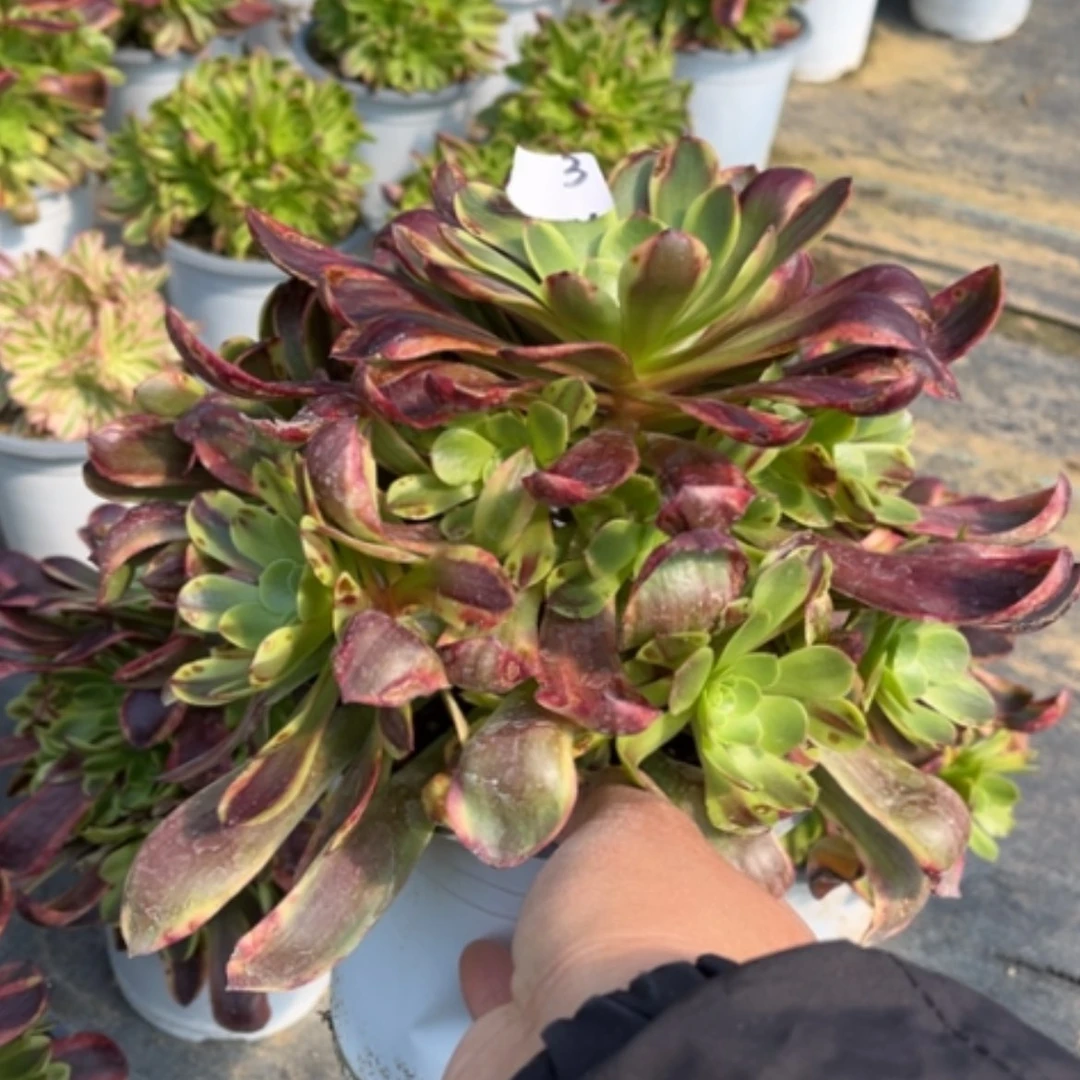 【闪购商品】3欧佳丽多肉法师