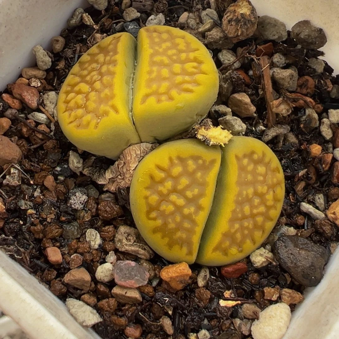 851多肉植物种类多样