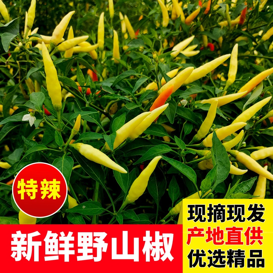 【新鲜采摘】特辣辣椒野山椒小米辣新鲜批发朝天椒泡椒白米椒黄辣椒