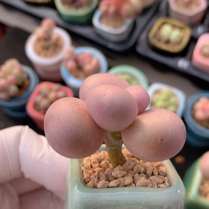 046 库福奶酪 单头