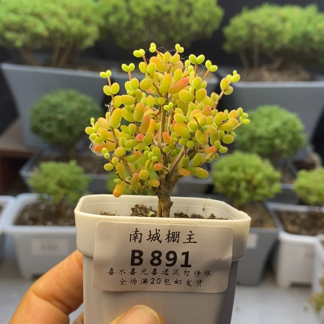 891实生糖豆米枝干番杏