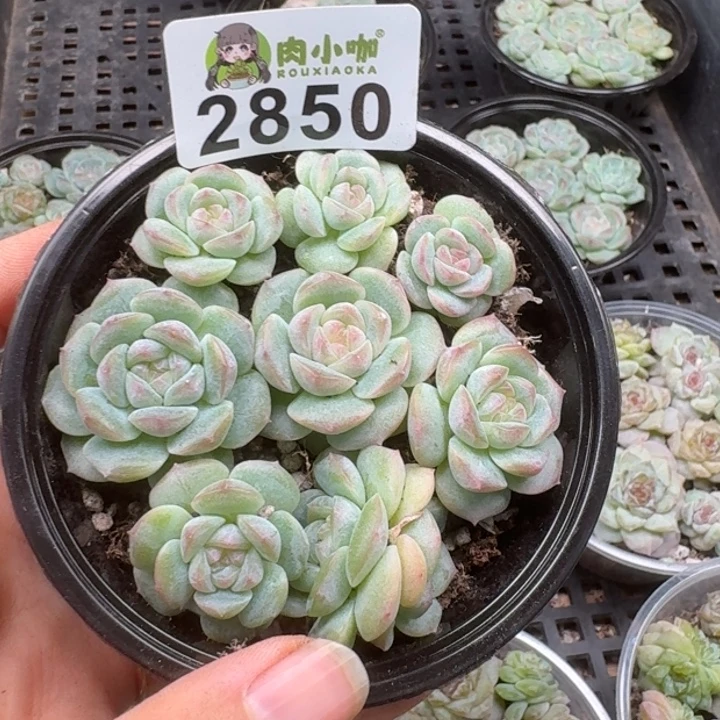 多肉植物多肉植物