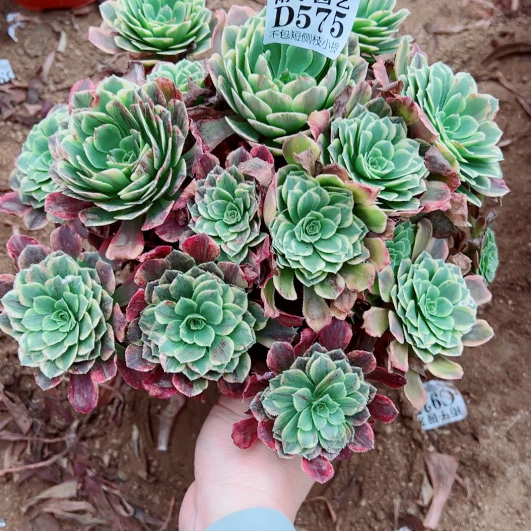 ****粒575墨兰迪尺寸25左右