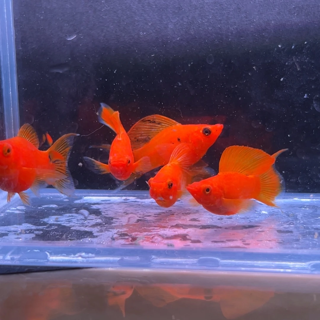 孔雀鱼橙色玛丽一对备损三条