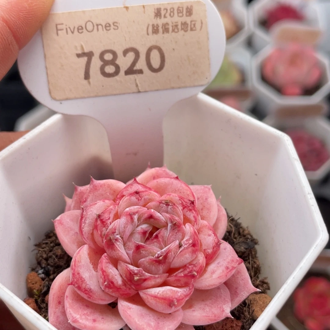 天鹅绒7820-4.5厘米