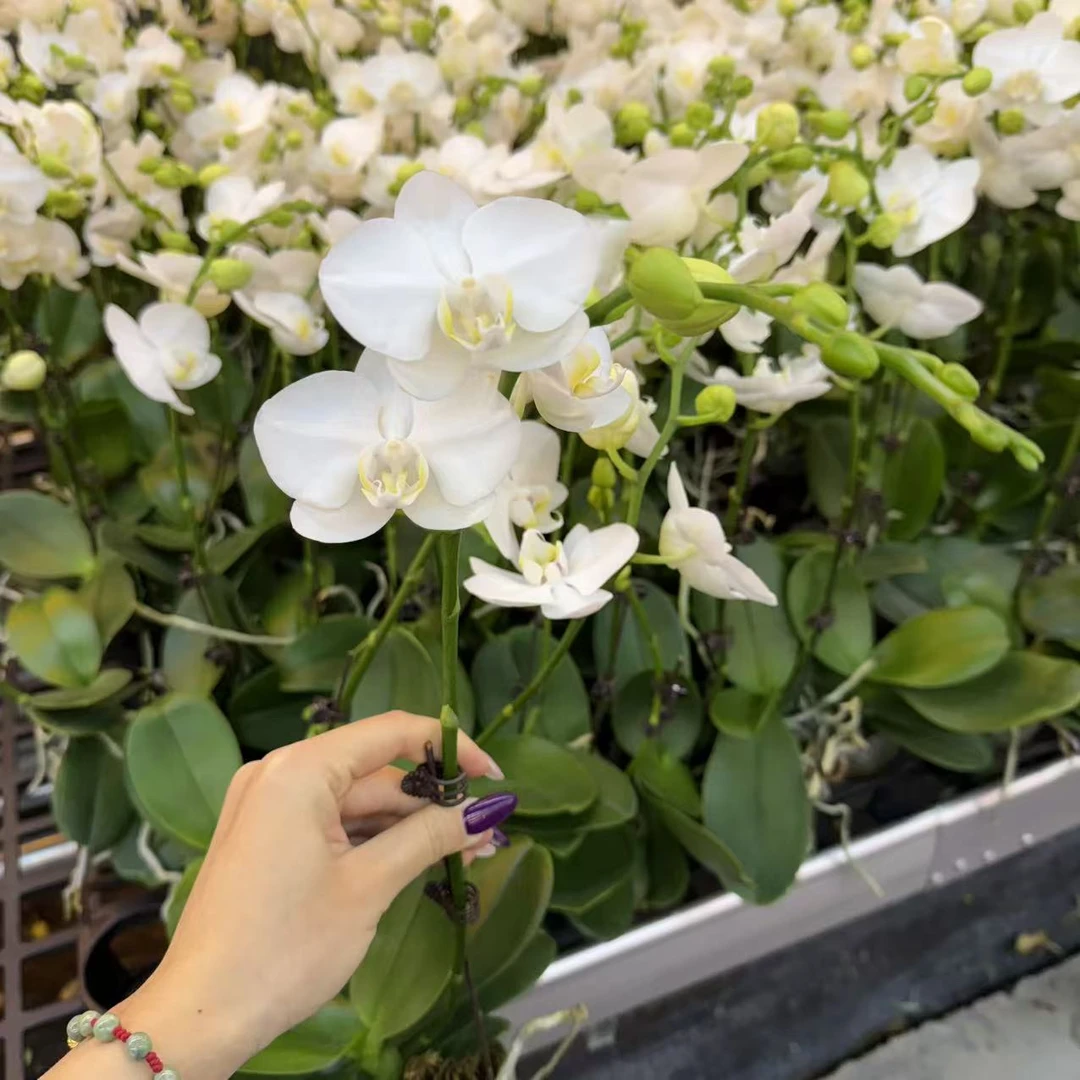 精选蝴蝶兰【阿玛】白色系蝴蝶兰 室内花卉绿植 基地直发