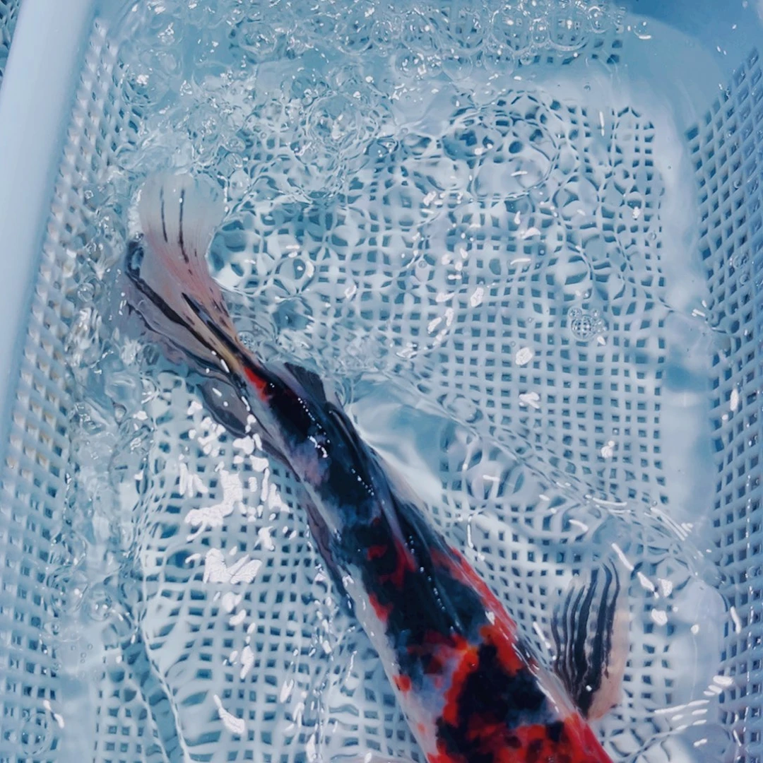 海水鱼185锦鲤观赏鱼