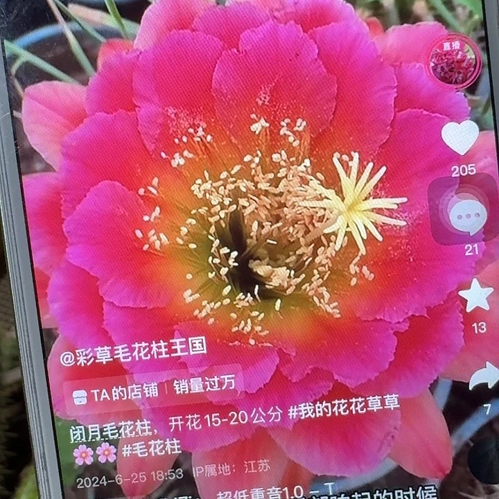 闭月侧芽5公分毛花柱