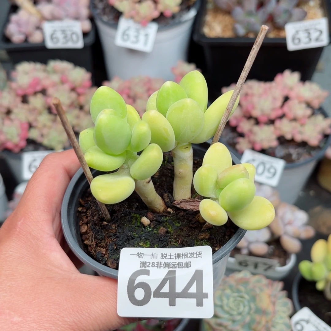芒果KK奶无盆土发货