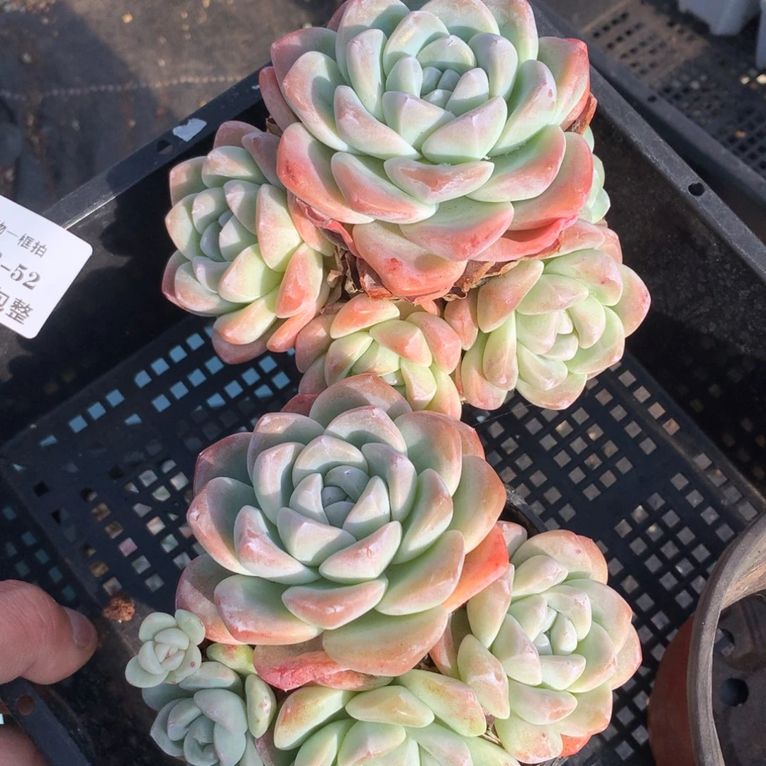 1208-52 套餐一组