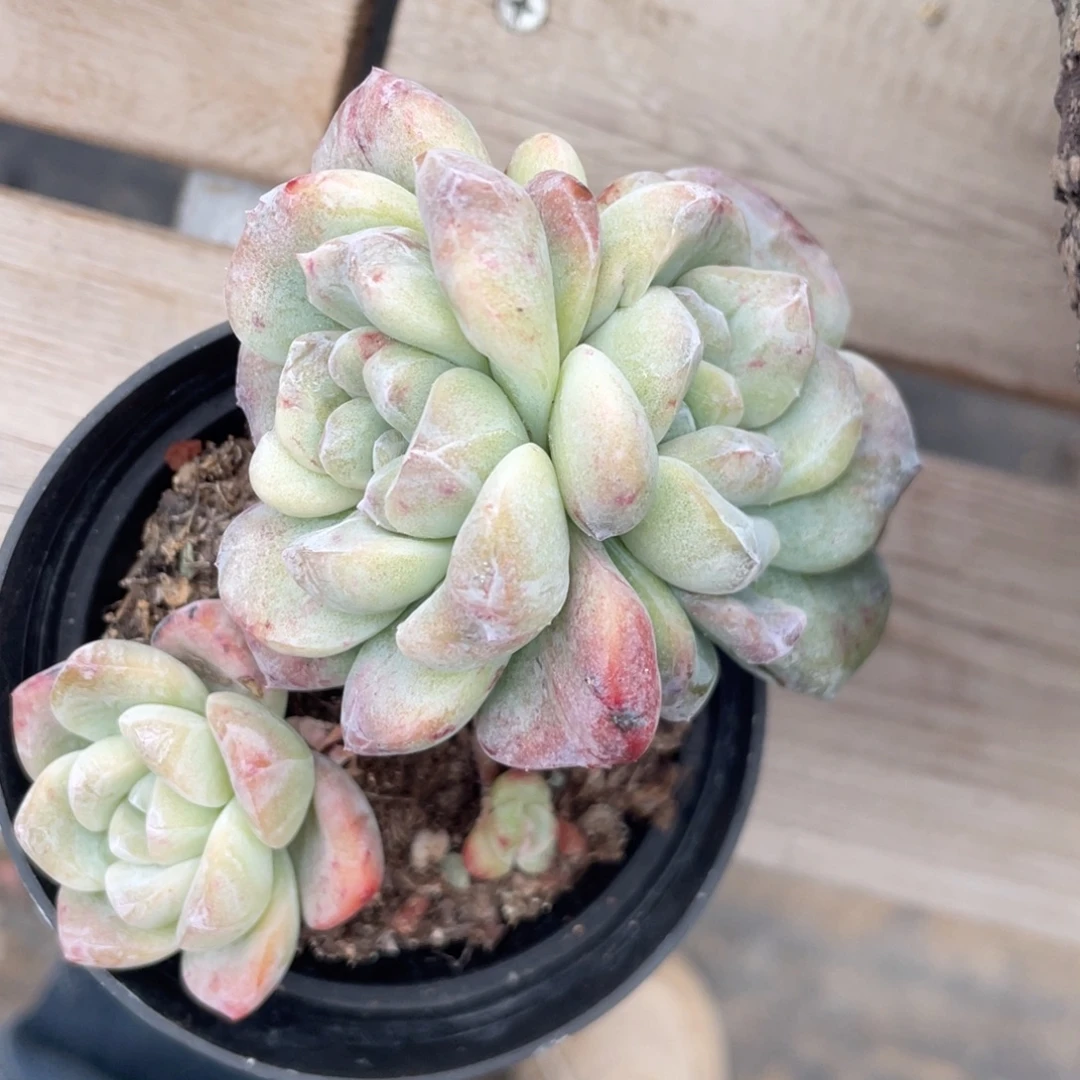 小****冰玉石化双头小鱼寄养出98