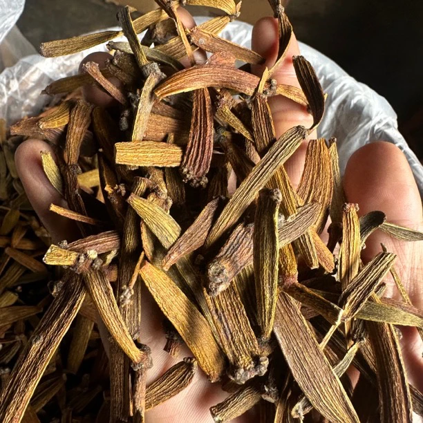 缅甸古茶树生长《螃蟹脚》