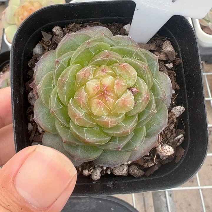 ?****星494号妃子笑 晗雨多肉