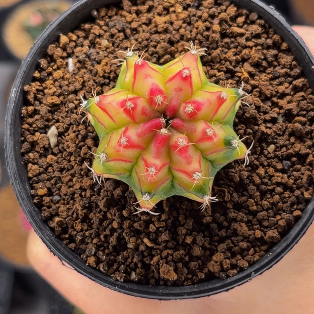 实生 桃太郎穹顶 米哈仙人球