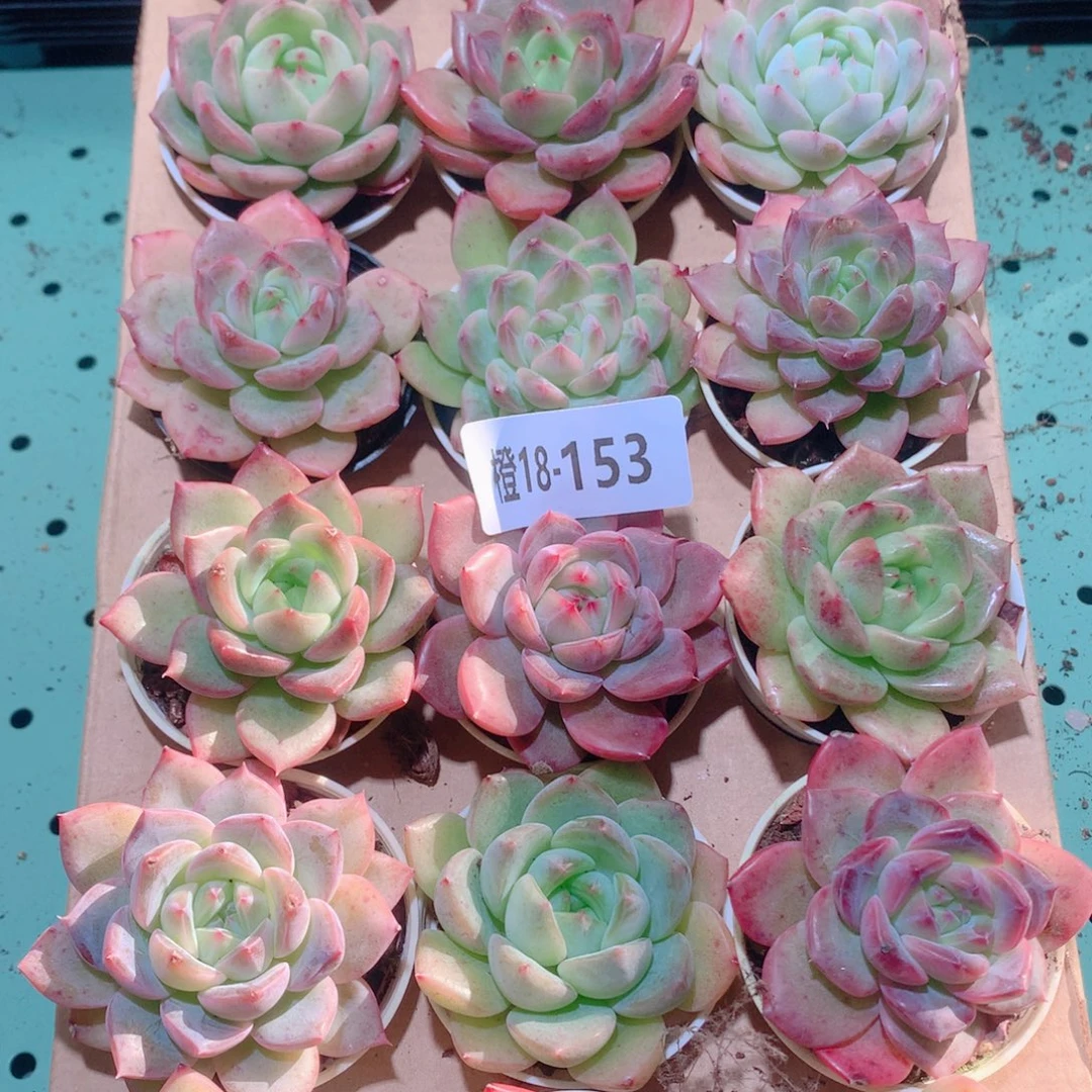 18-153一物一拍多肉带盆18颗