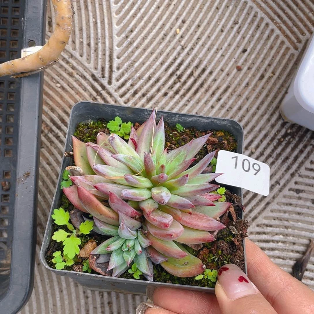 109。卡系石化。