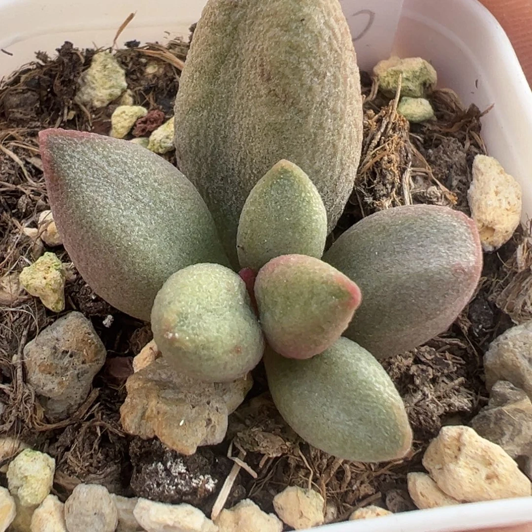 白糖豆大苗多肉植物45