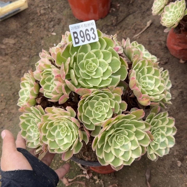 孔雀翎……多肉植物……