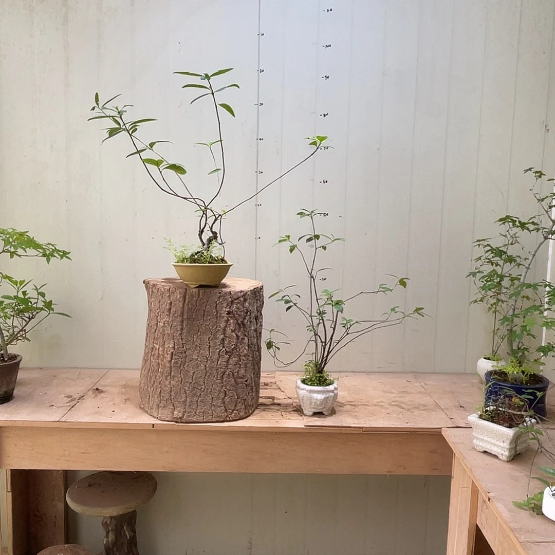 当前无花栽培后可以开花十*妹