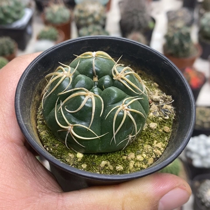 实生五棱高木海王特价