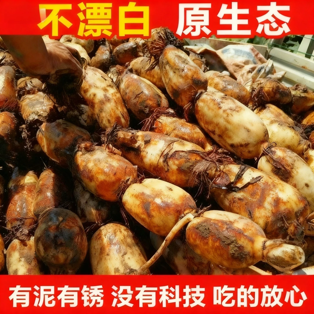 脆藕 新鲜现挖不漂白莲藕原汁原味带泥保鲜发货无科技狠活