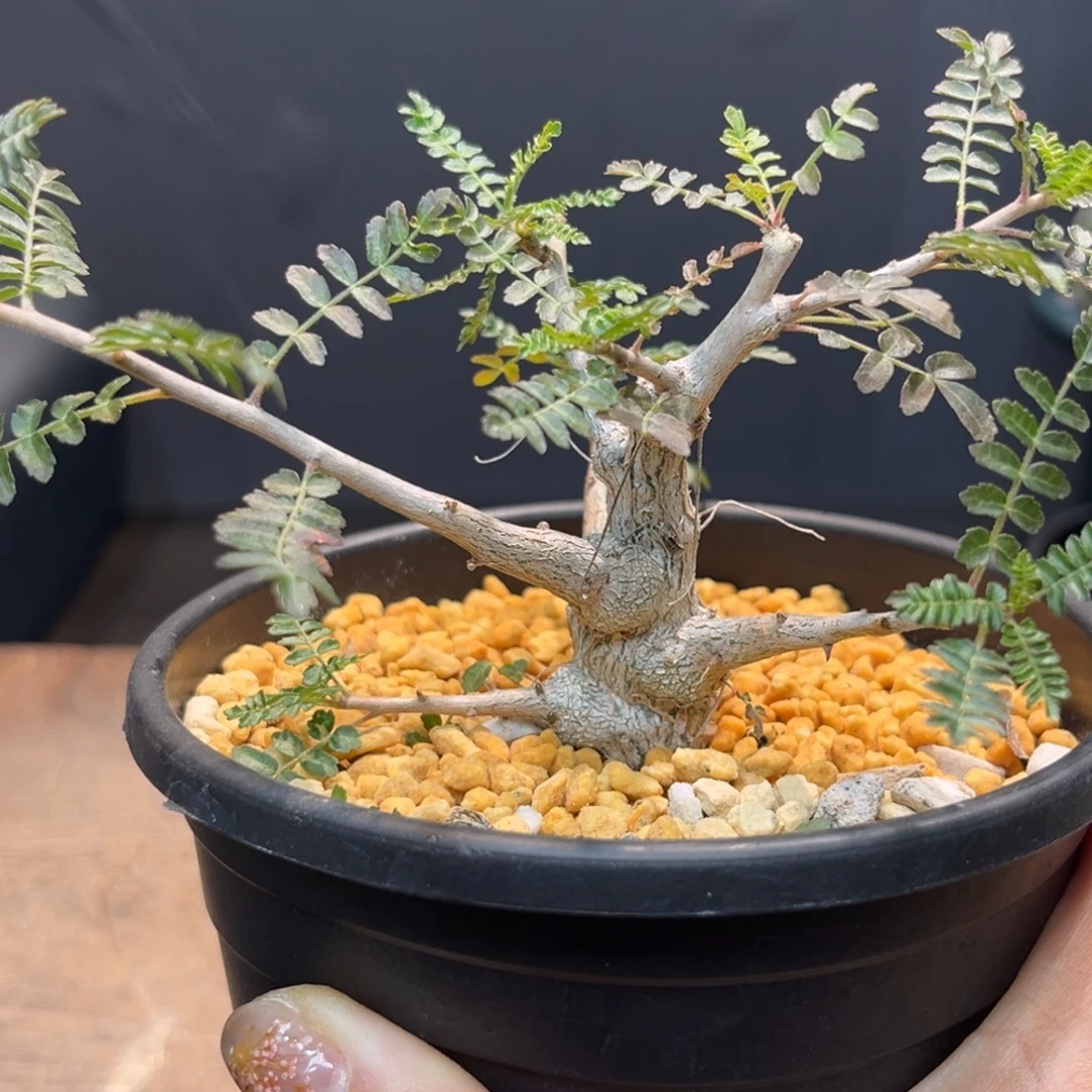 尼勒达Zzzzzzzzzzzzzzzzzz