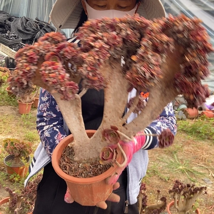 爱***姐415欧紫缀化老桩伤