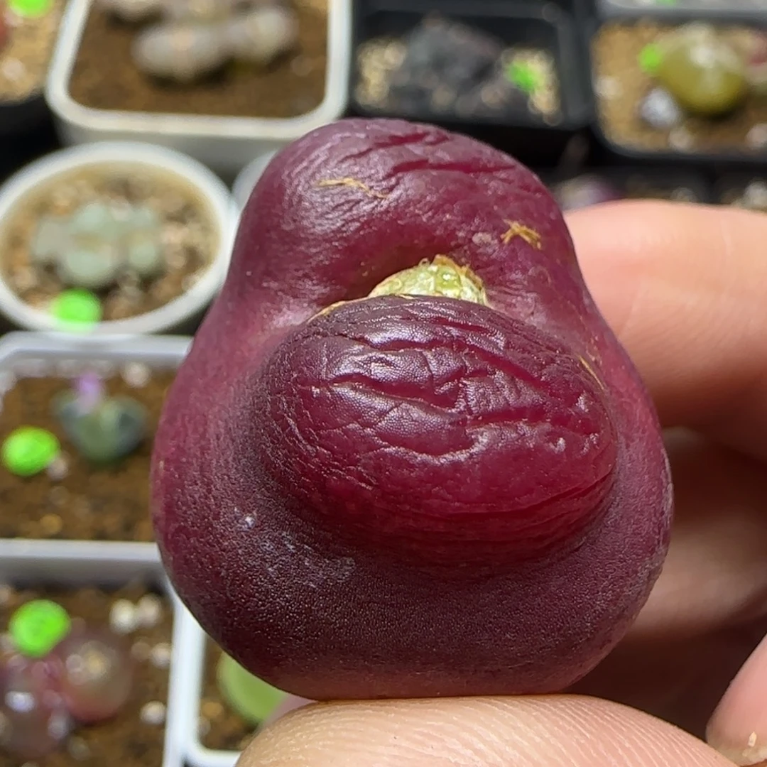 大肚子2.6多肉植物270
