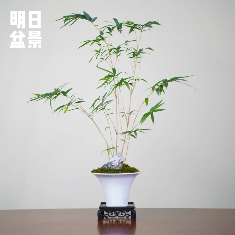 现代简约风格红竹观音竹百搭室内高级绿植摆件种好发货颜值高