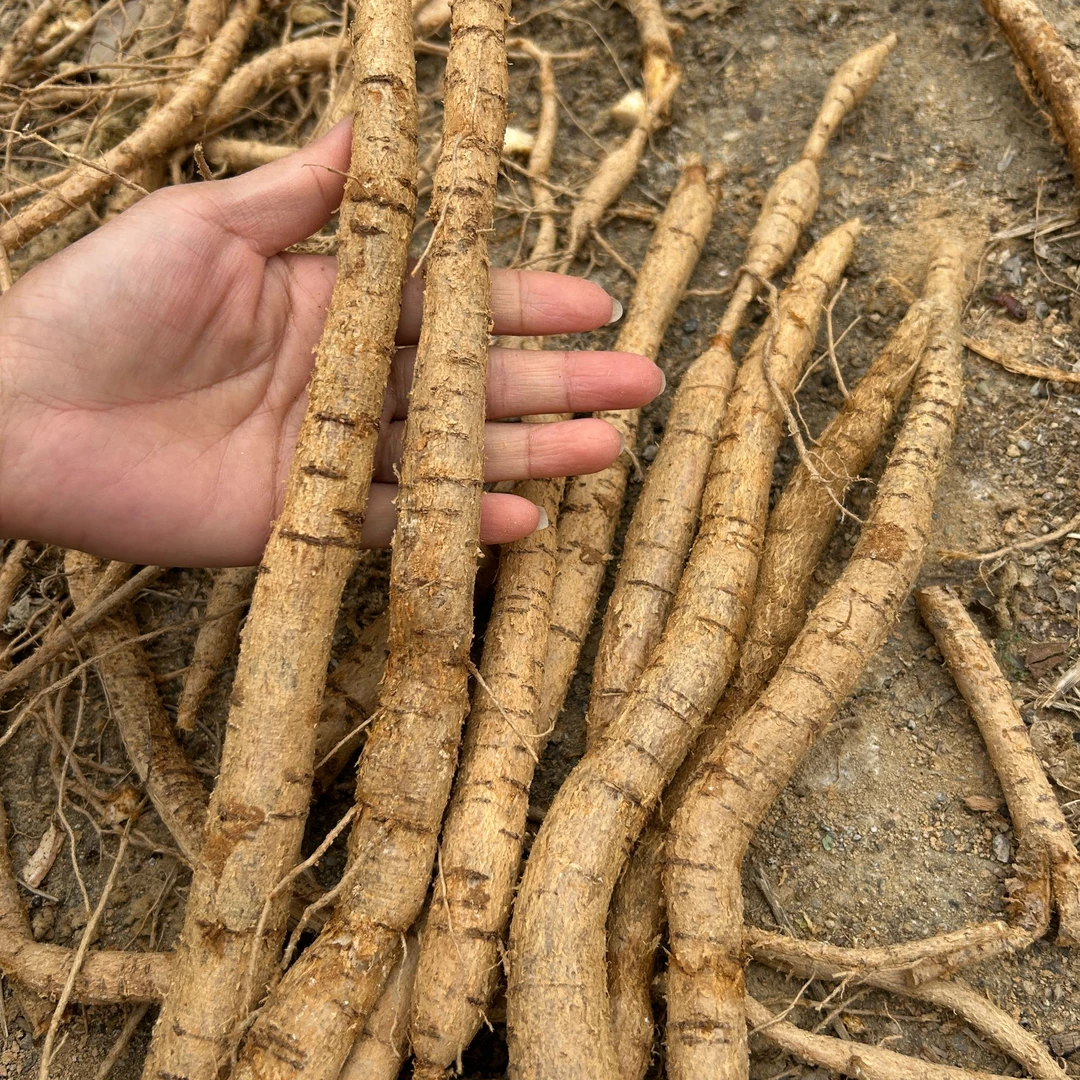 鲜货牛大力 7500g