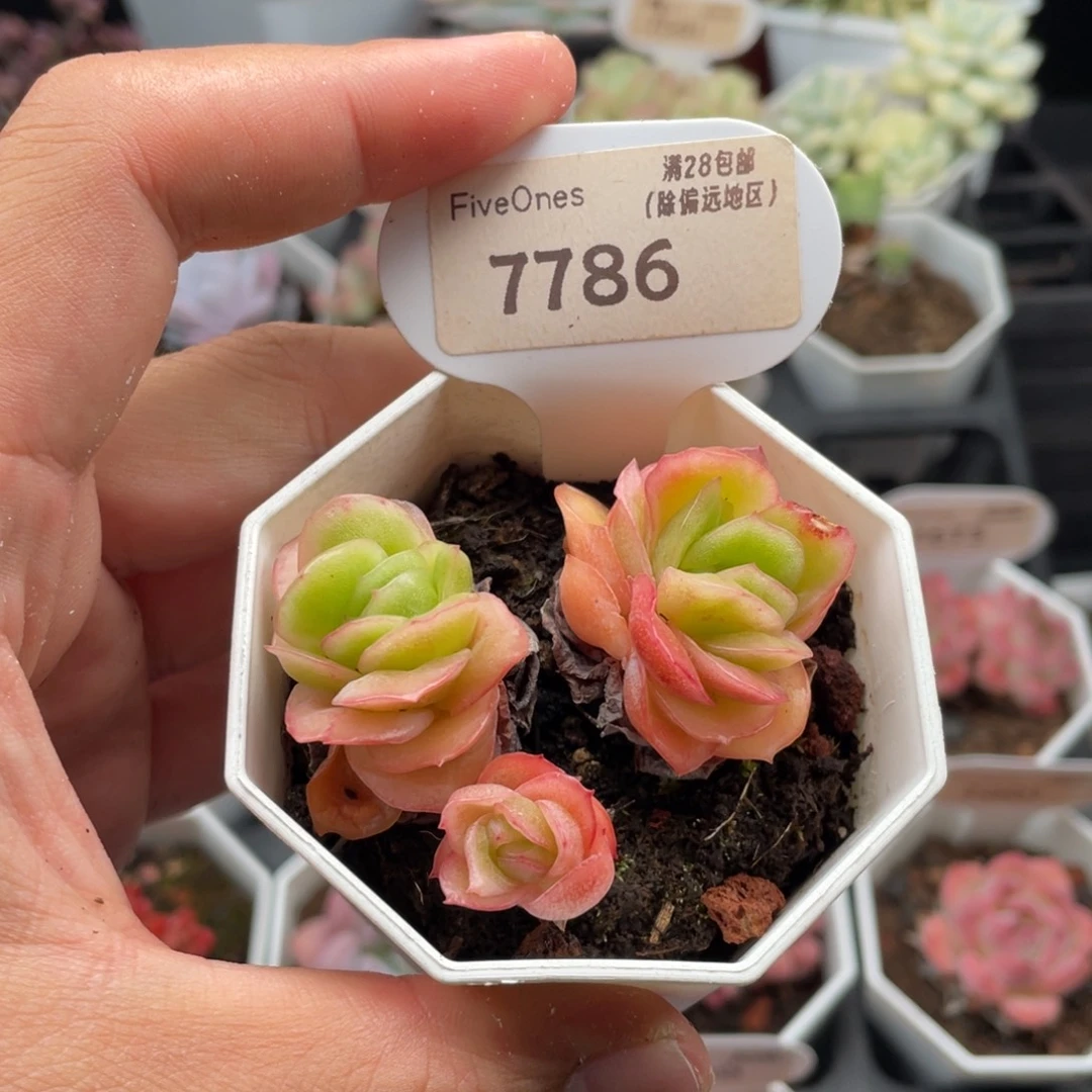 冰玫瑰7786-6厘米