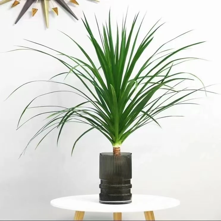 龙血树黑珍珠品种绿植水培盆栽室内客厅摆放美化环境