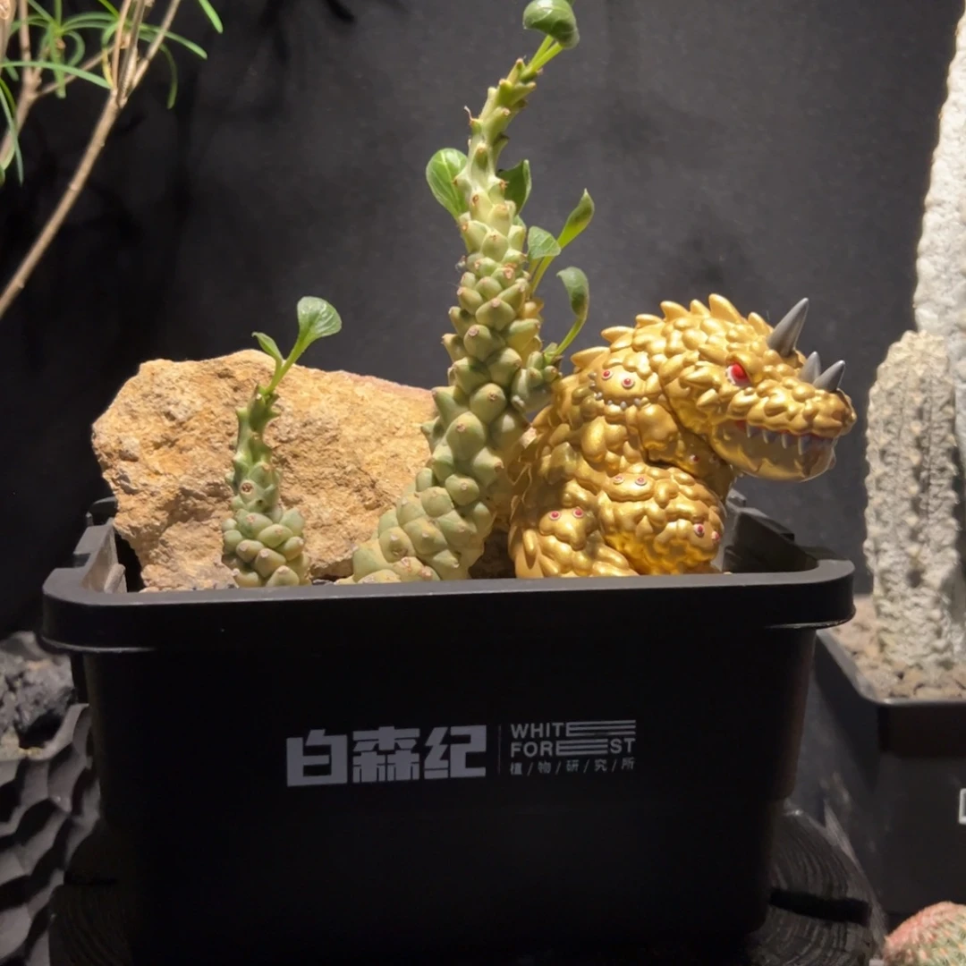 A26灵药守护兽创意微景观一物一拍