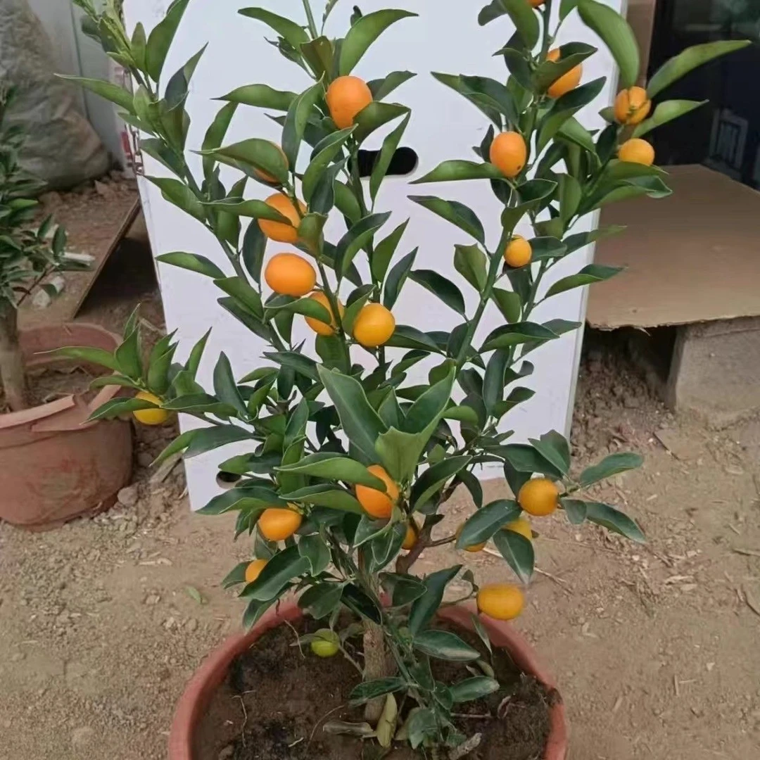 脆皮金桔盆栽四季常青不落叶开花结果有惊喜寓意金玉满堂富贵吉祥