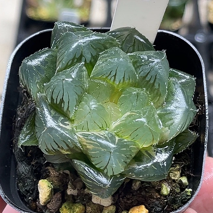 53双头大窗冰魄玉露锦