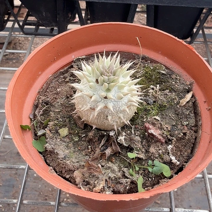 惠比大黑块根3仙人球