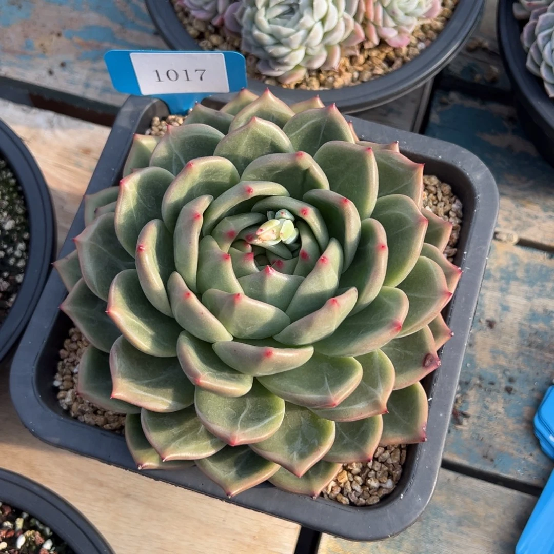 后***?1017多肉多的的的饿的