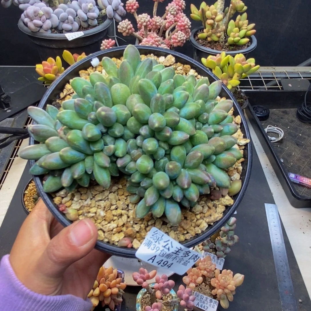 494香蕉树缀多肉10