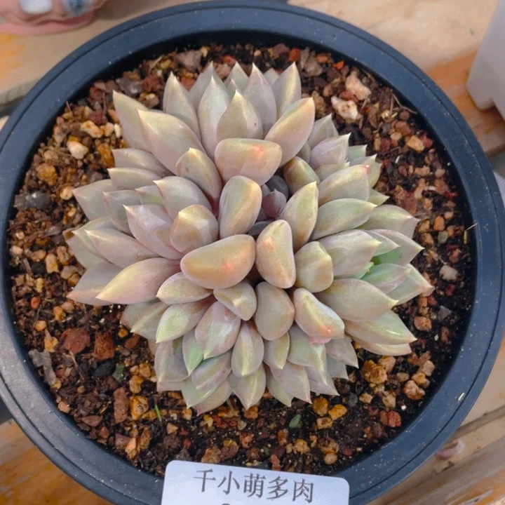 麦*谢谢你的支持00000000157